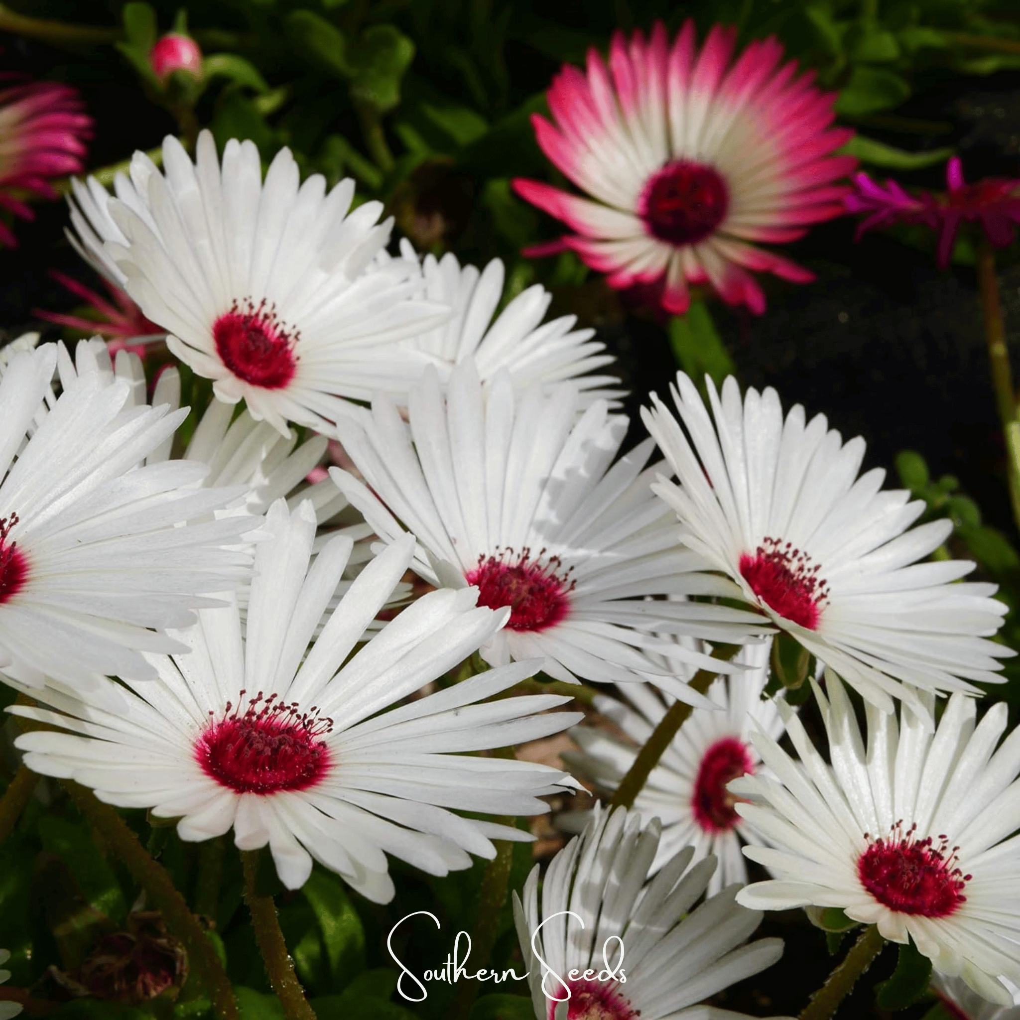 Gelato White Ice Plant – 200 Seeds | Seeds | Wiccan Center