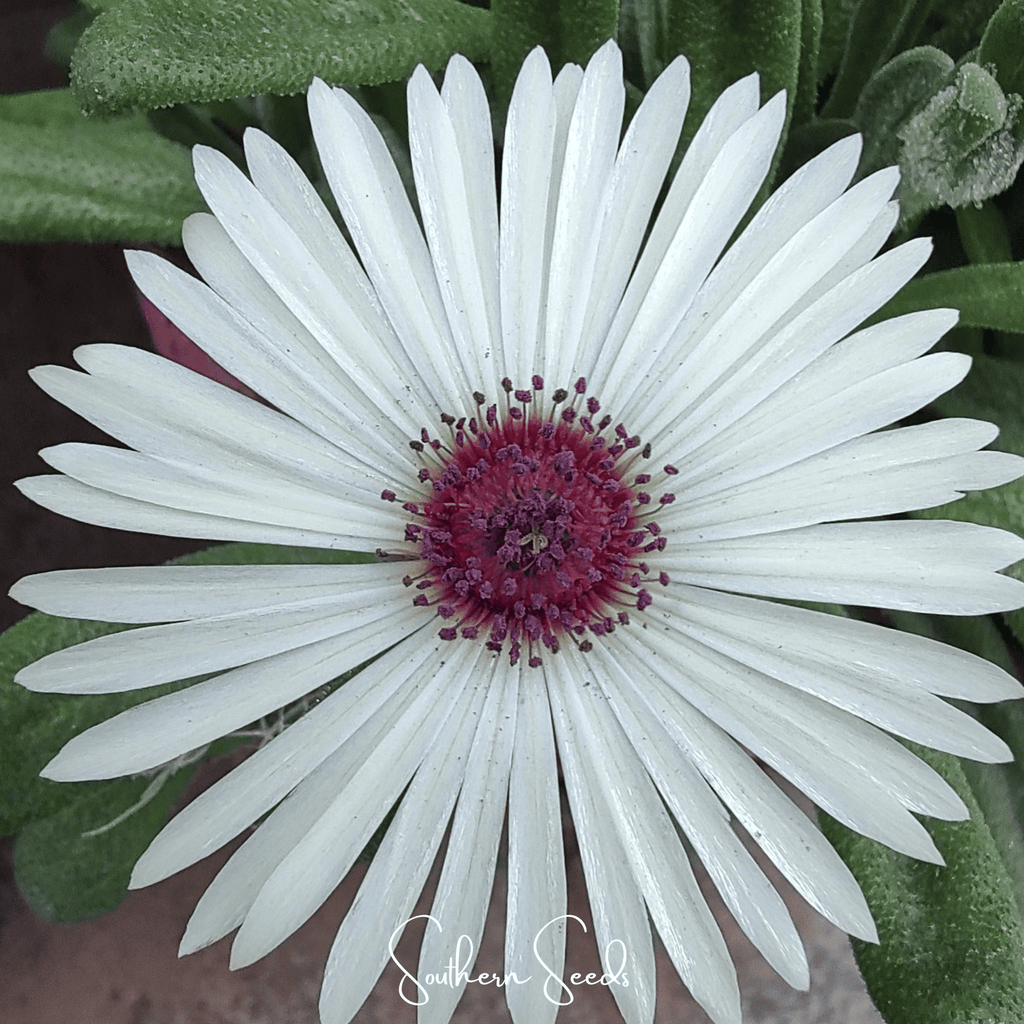 Gelato White Ice Plant – 200 Seeds | Seeds | Wiccan Center