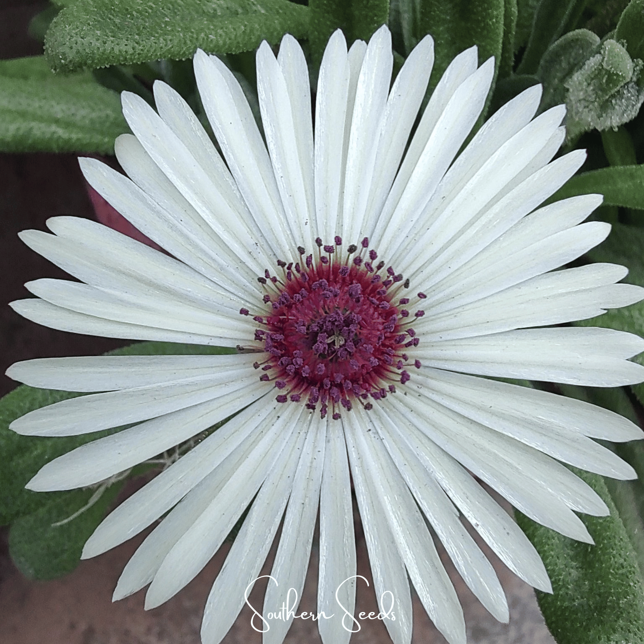Gelato White Ice Plant – 200 Seeds | Seeds | Wiccan Center