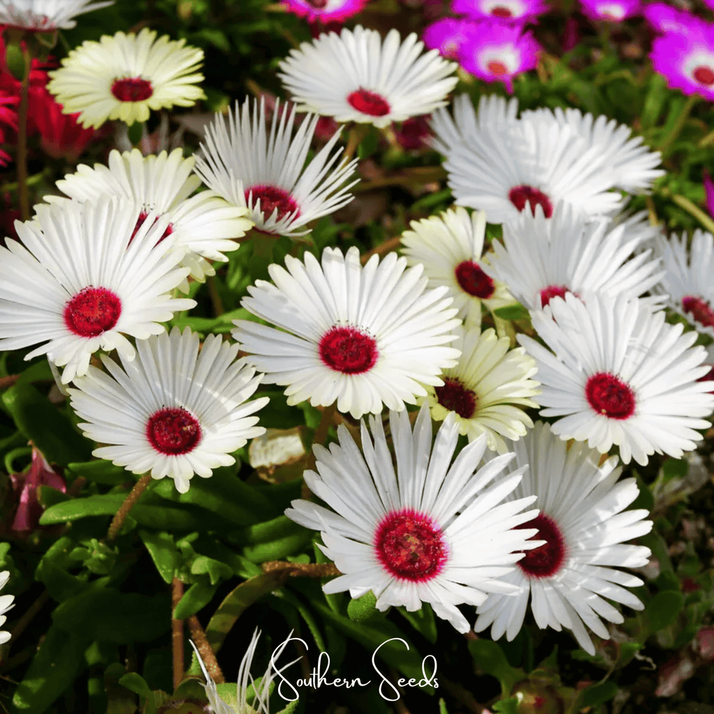 Gelato White Ice Plant – 200 Seeds | Seeds | Wiccan Center