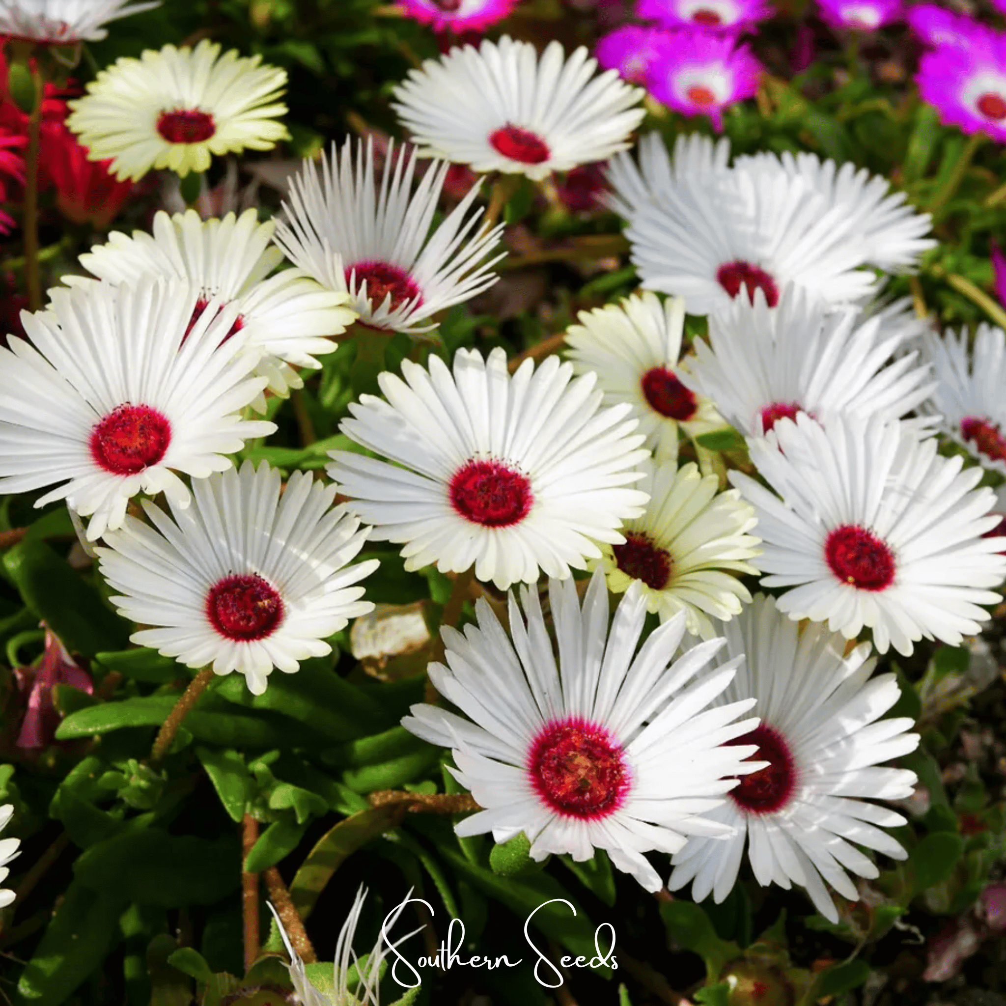 Gelato White Ice Plant – 200 Seeds | Seeds | Wiccan Center