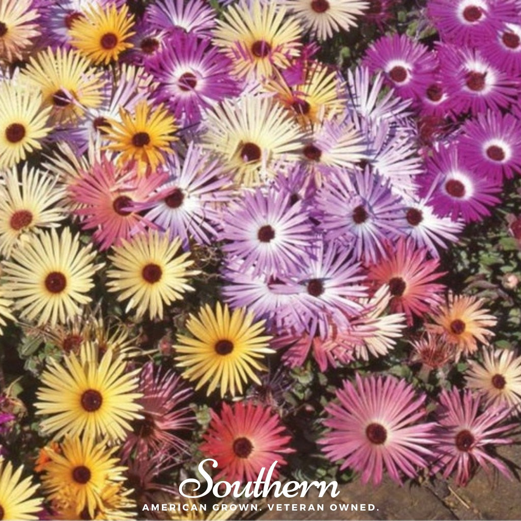 Ice Plant Mix – 200 Seeds | | Wiccan Center