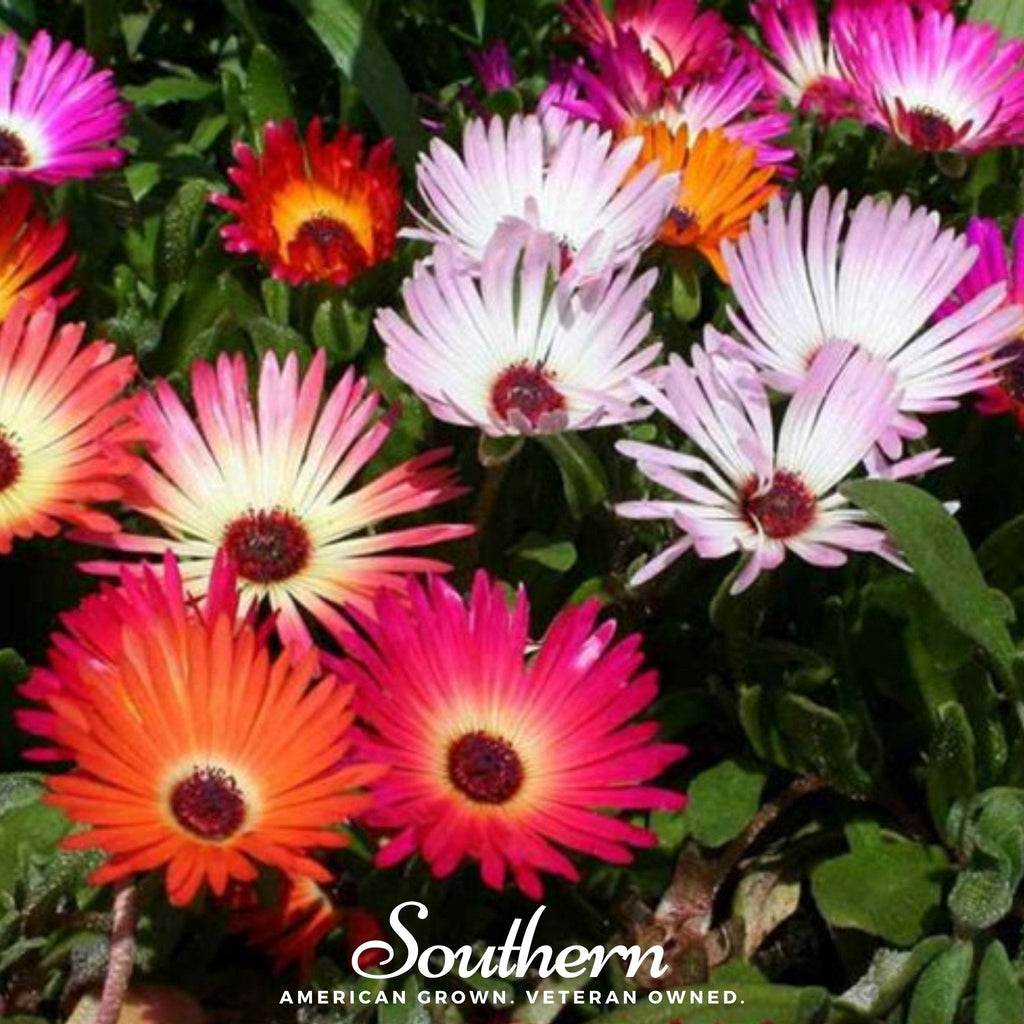 Ice Plant Mix – 200 Seeds | | Wiccan Center