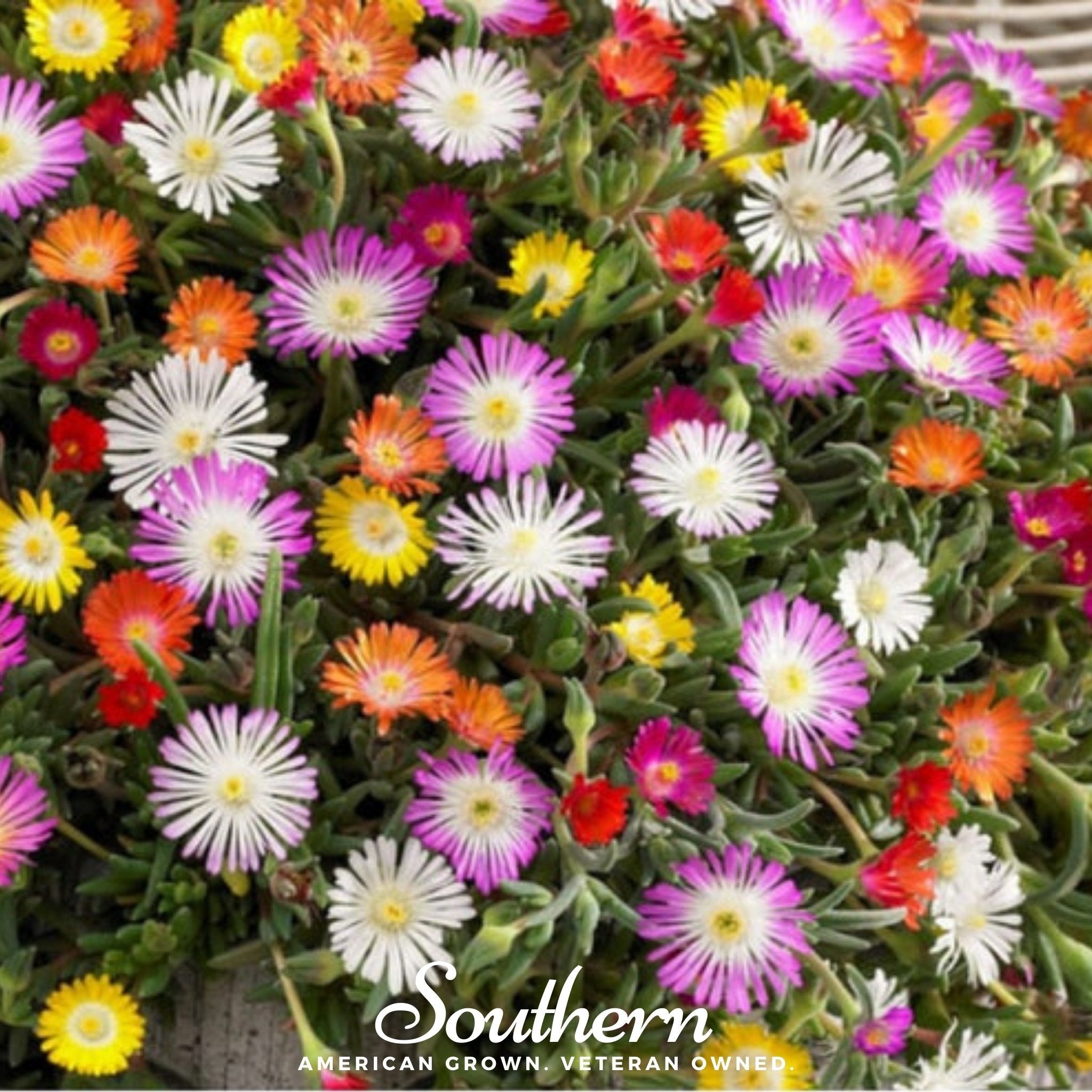 Ice Plant Mix – 200 Seeds | | Wiccan Center