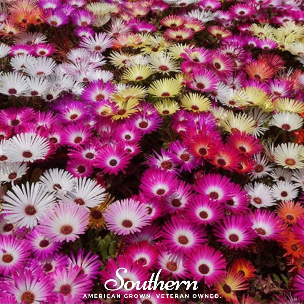 Ice Plant Mix – 200 Seeds | | Wiccan Center