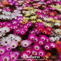 Ice Plant Mix – 200 Seeds | | Wiccan Center