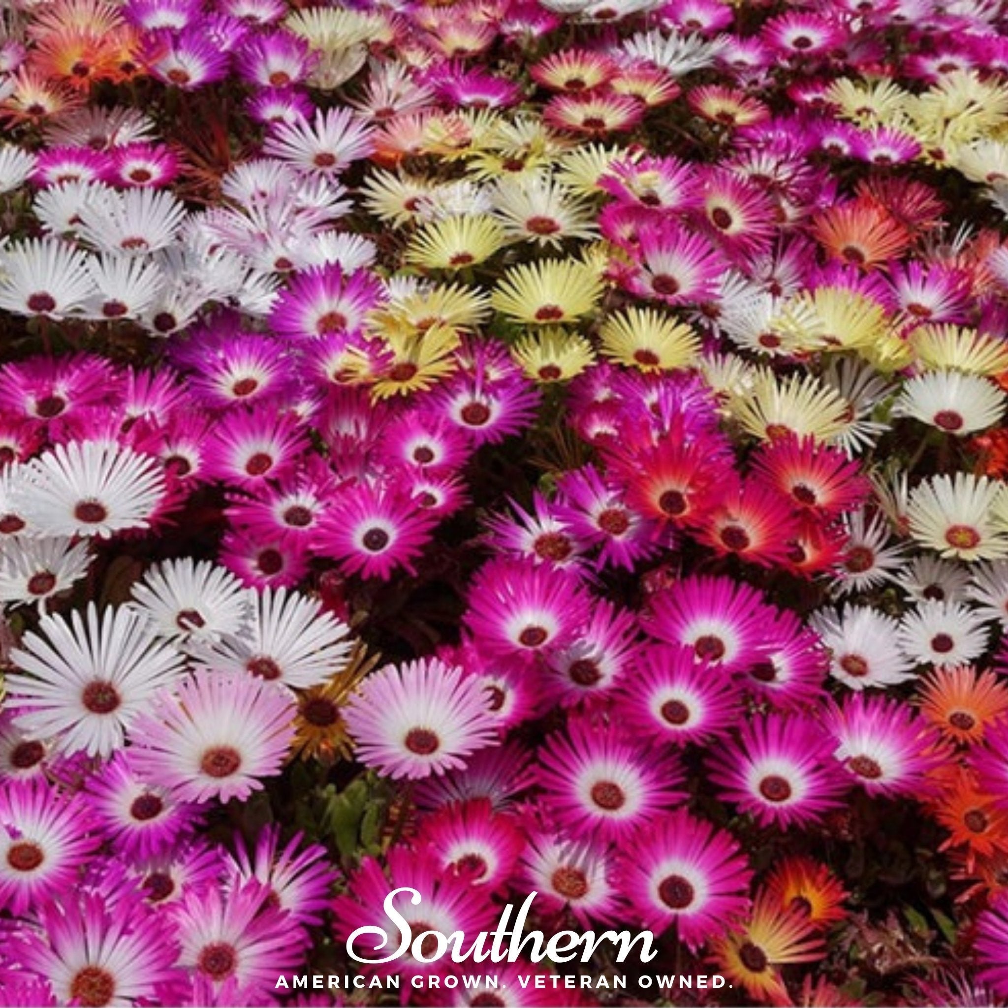 Ice Plant Mix – 200 Seeds | | Wiccan Center