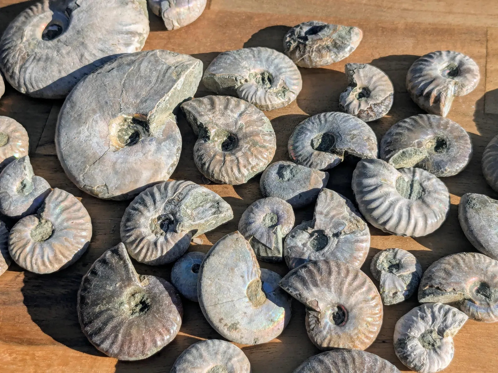 Rare Blue Opalized Ammonite Fossils | | Wiccan Center