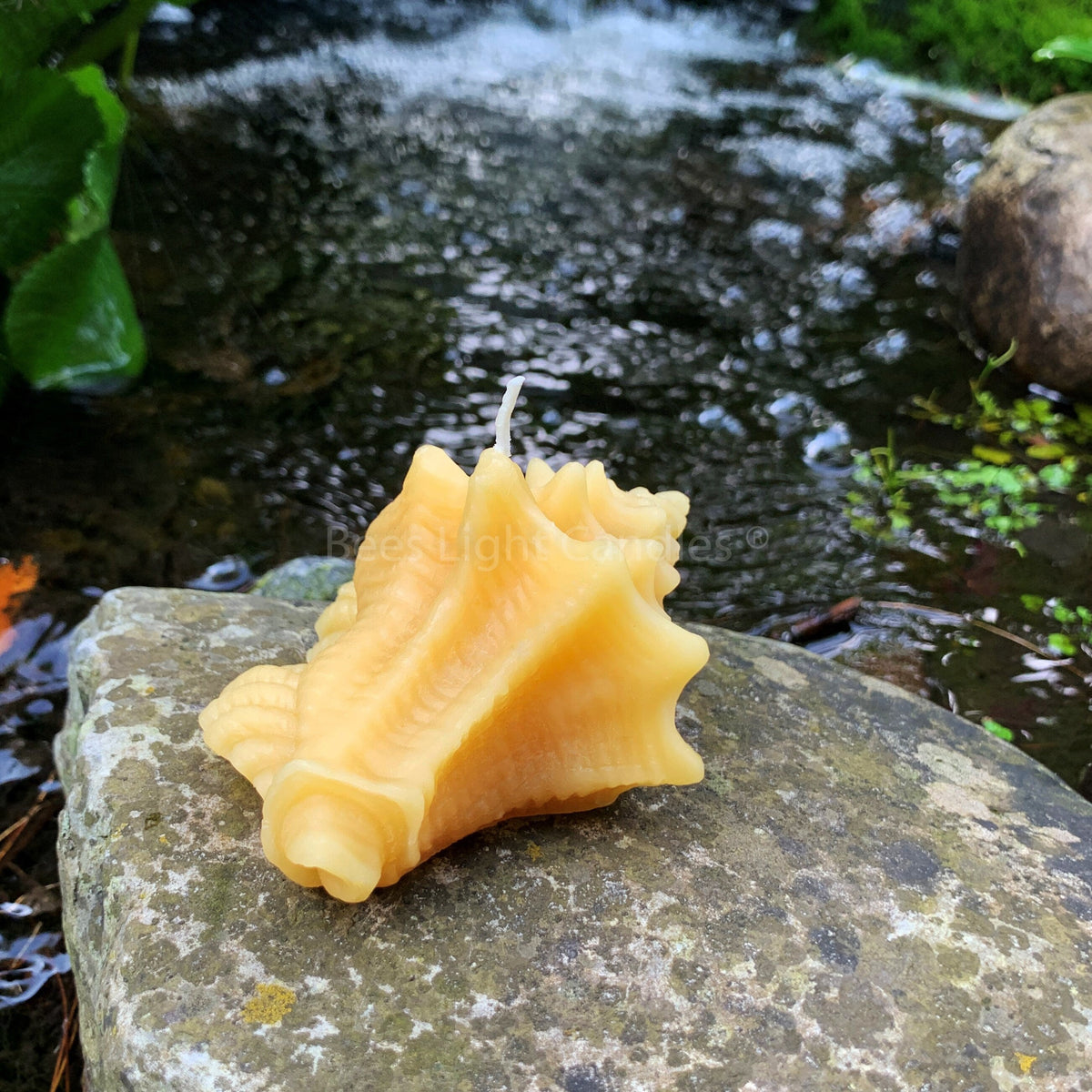 Seashell Beeswax Candle Set | Candles | Wiccan Center