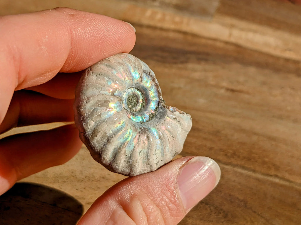 Rare Blue Opalized Ammonite Fossils | | Wiccan Center