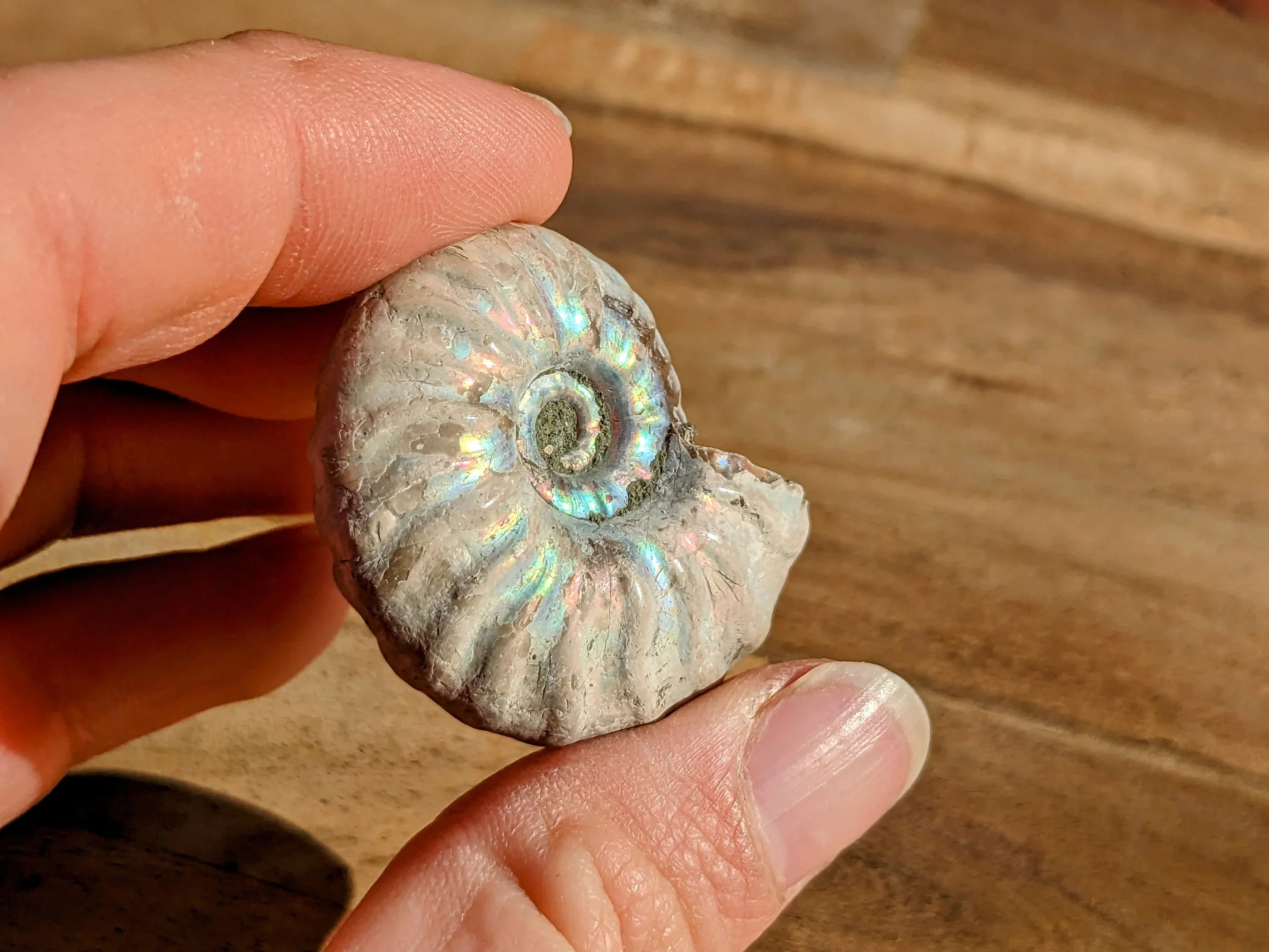 Rare Blue Opalized Ammonite Fossils | | Wiccan Center