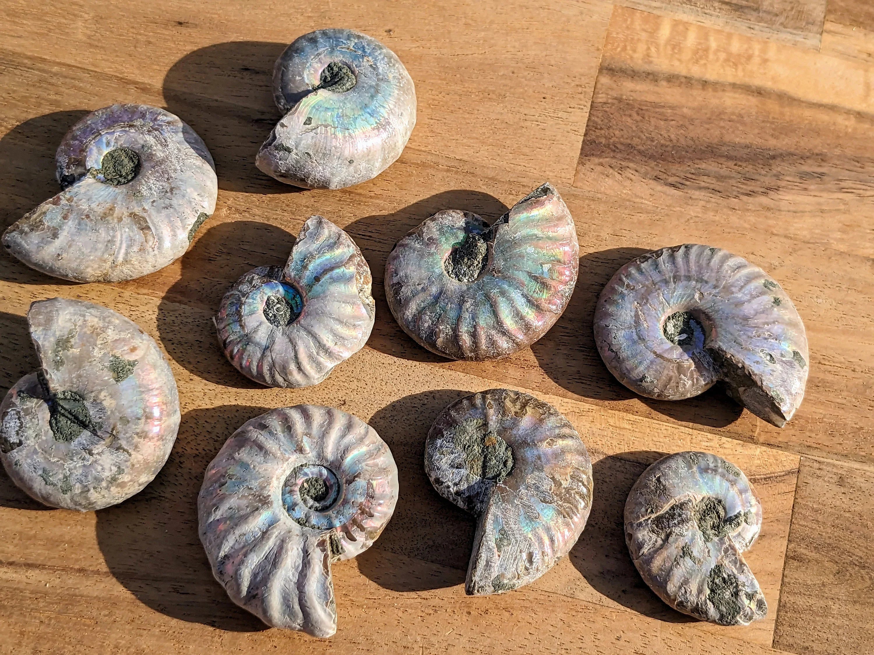 Rare Blue Opalized Ammonite Fossils | | Wiccan Center