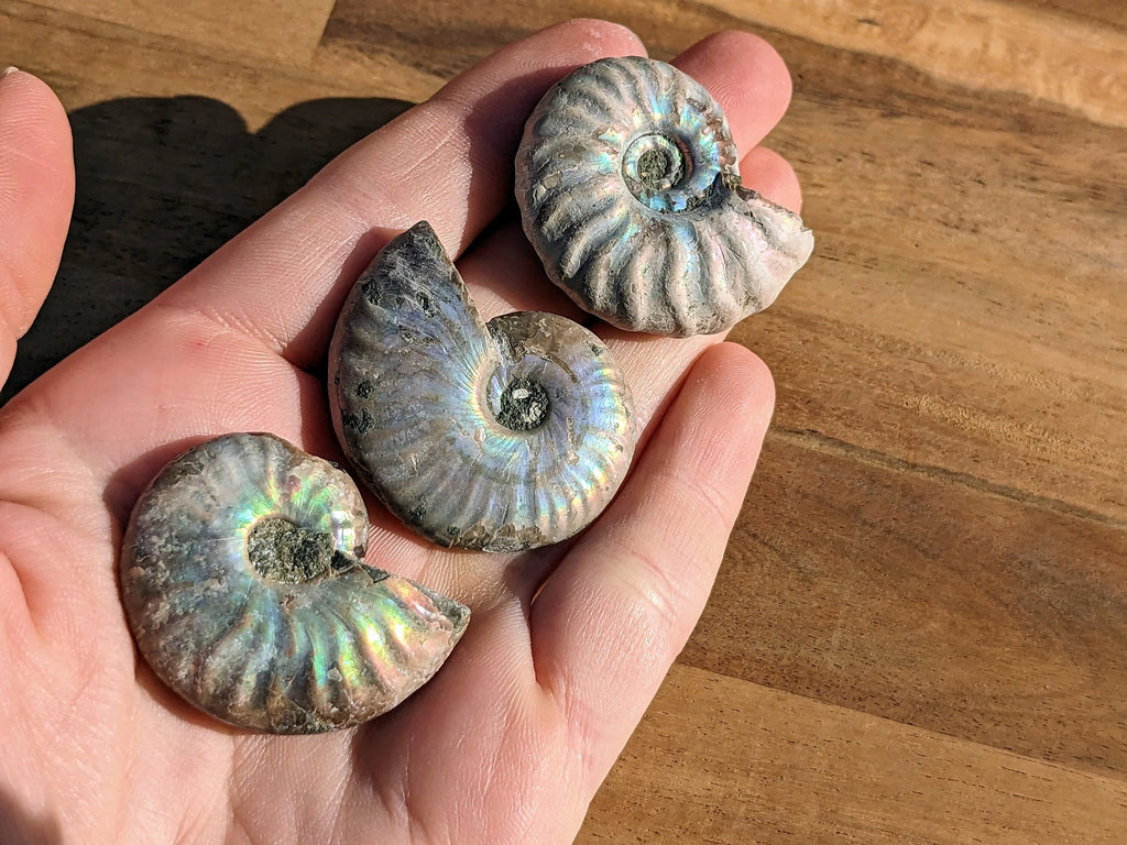 Rare Blue Opalized Ammonite Fossils | | Wiccan Center