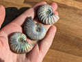 Rare Blue Opalized Ammonite Fossils | | Wiccan Center