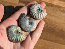 Rare Blue Opalized Ammonite Fossils | | Wiccan Center
