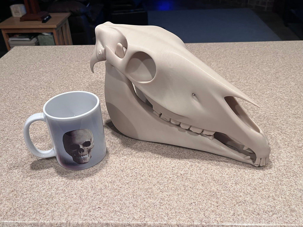 Extra Large 3D Printed Horse Skull: PLA Plastic, 12-Inch | | Wiccan Center