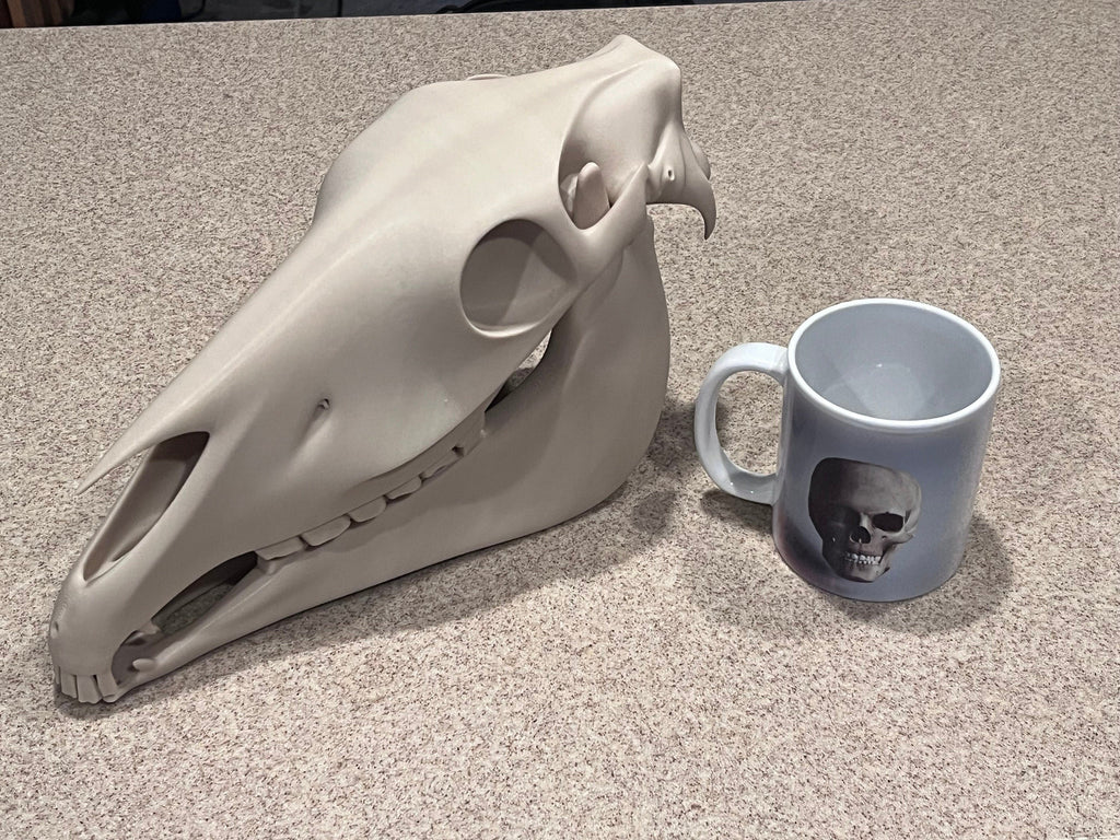 Extra Large 3D Printed Horse Skull: PLA Plastic, 12-Inch | | Wiccan Center