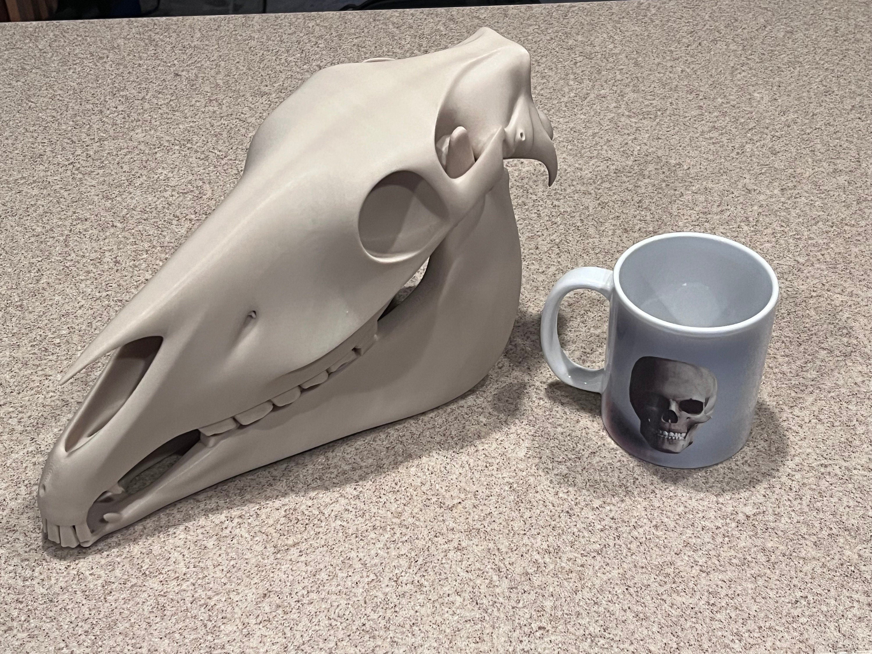 Extra Large 3D Printed Horse Skull: PLA Plastic, 12-Inch | | Wiccan Center
