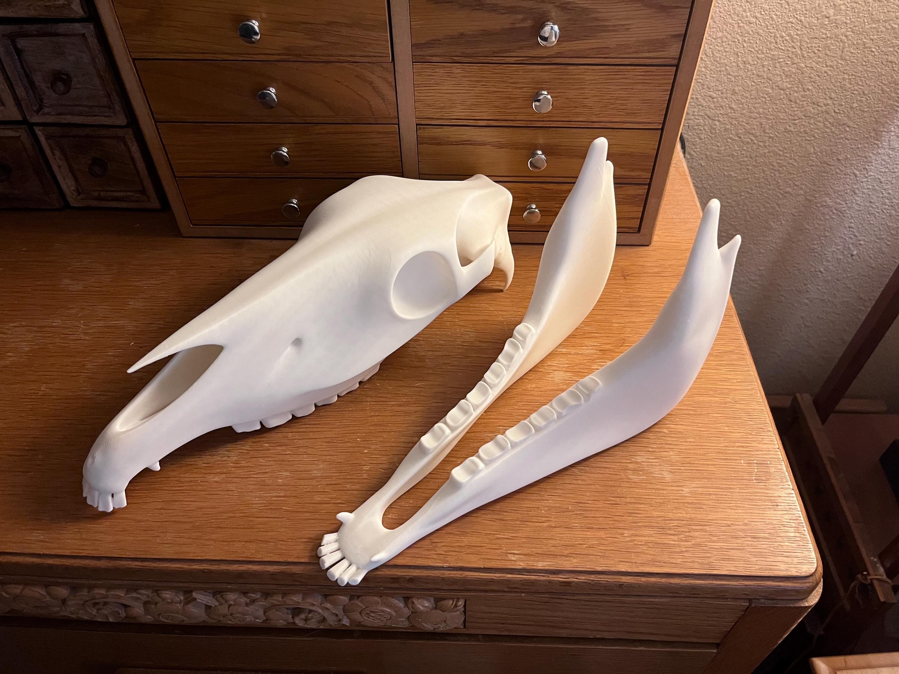 Extra Large 3D Printed Horse Skull: PLA Plastic, 12-Inch | | Wiccan Center
