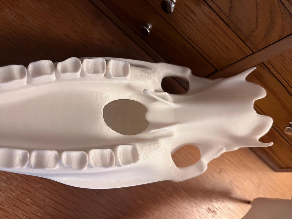 Extra Large 3D Printed Horse Skull: PLA Plastic, 12-Inch | | Wiccan Center