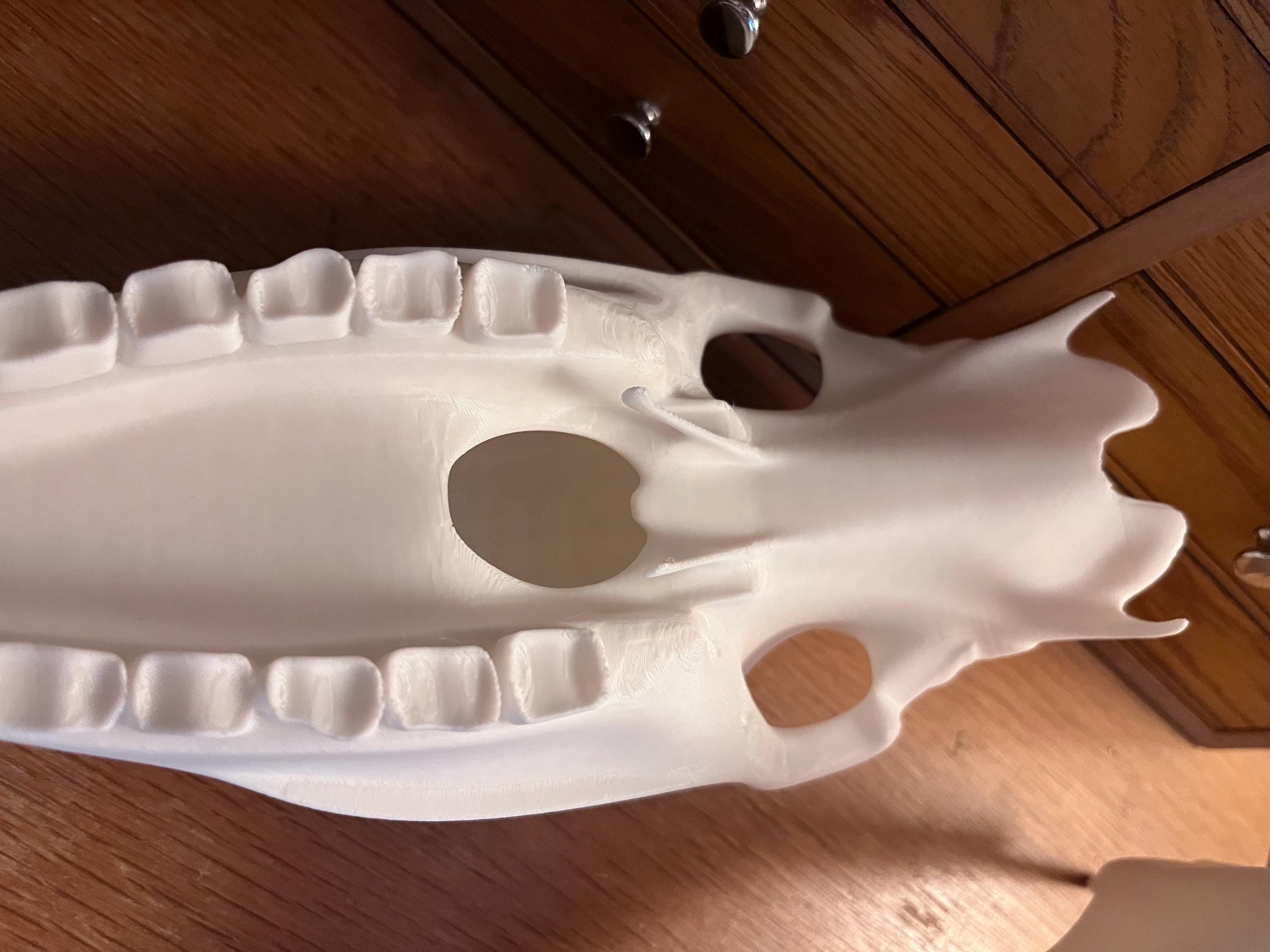 Extra Large 3D Printed Horse Skull: PLA Plastic, 12-Inch | | Wiccan Center