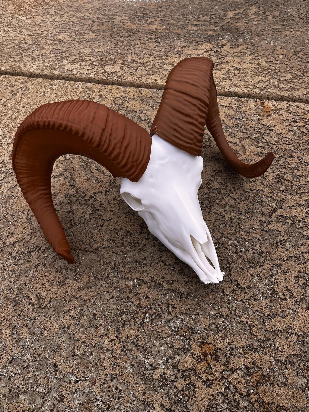 3D Printed Bighorn Sheep Skull Replica: Gothic Altar Decor | | Wiccan Center
