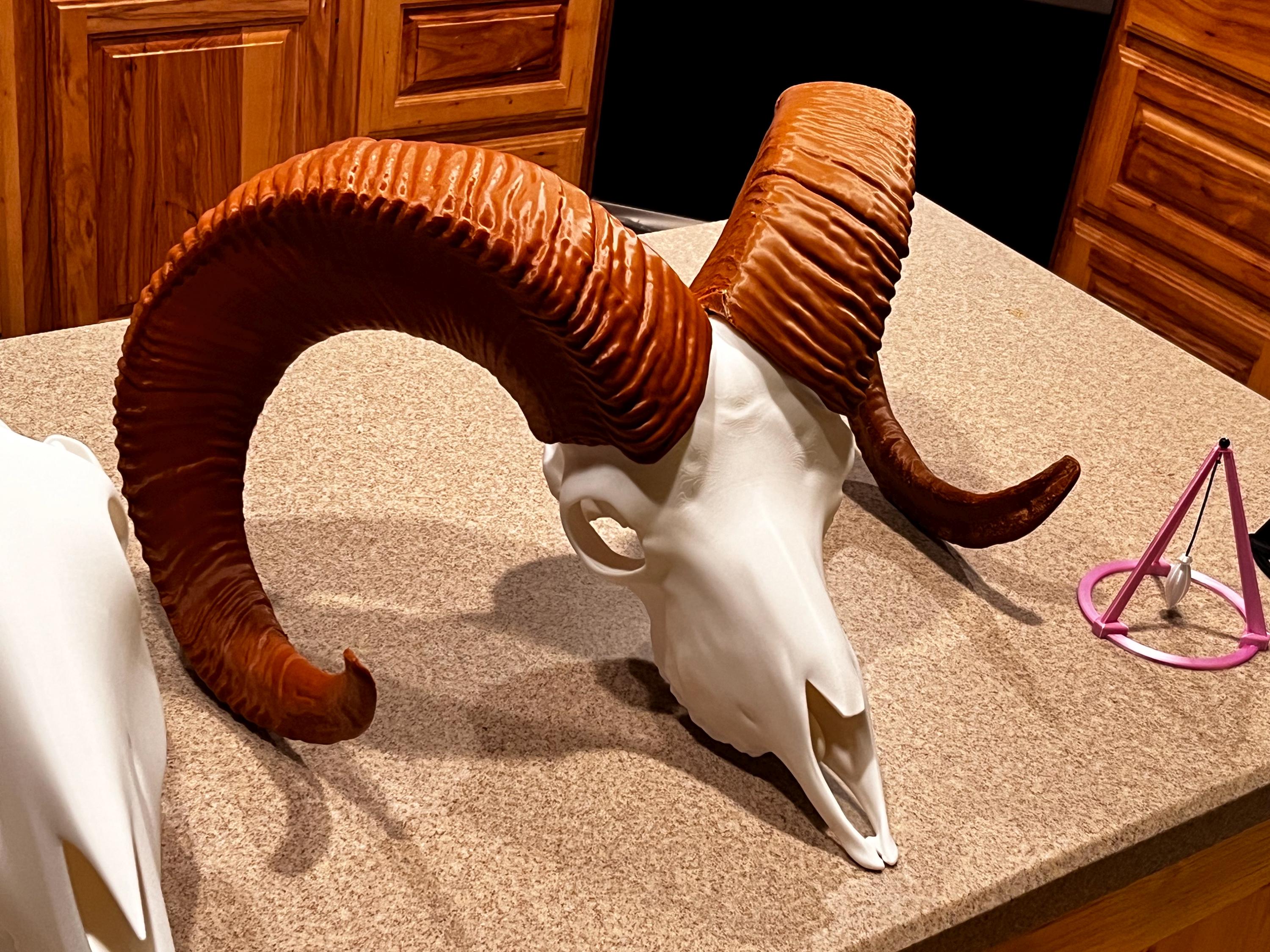 3D Printed Bighorn Sheep Skull Replica: Gothic Altar Decor | | Wiccan Center