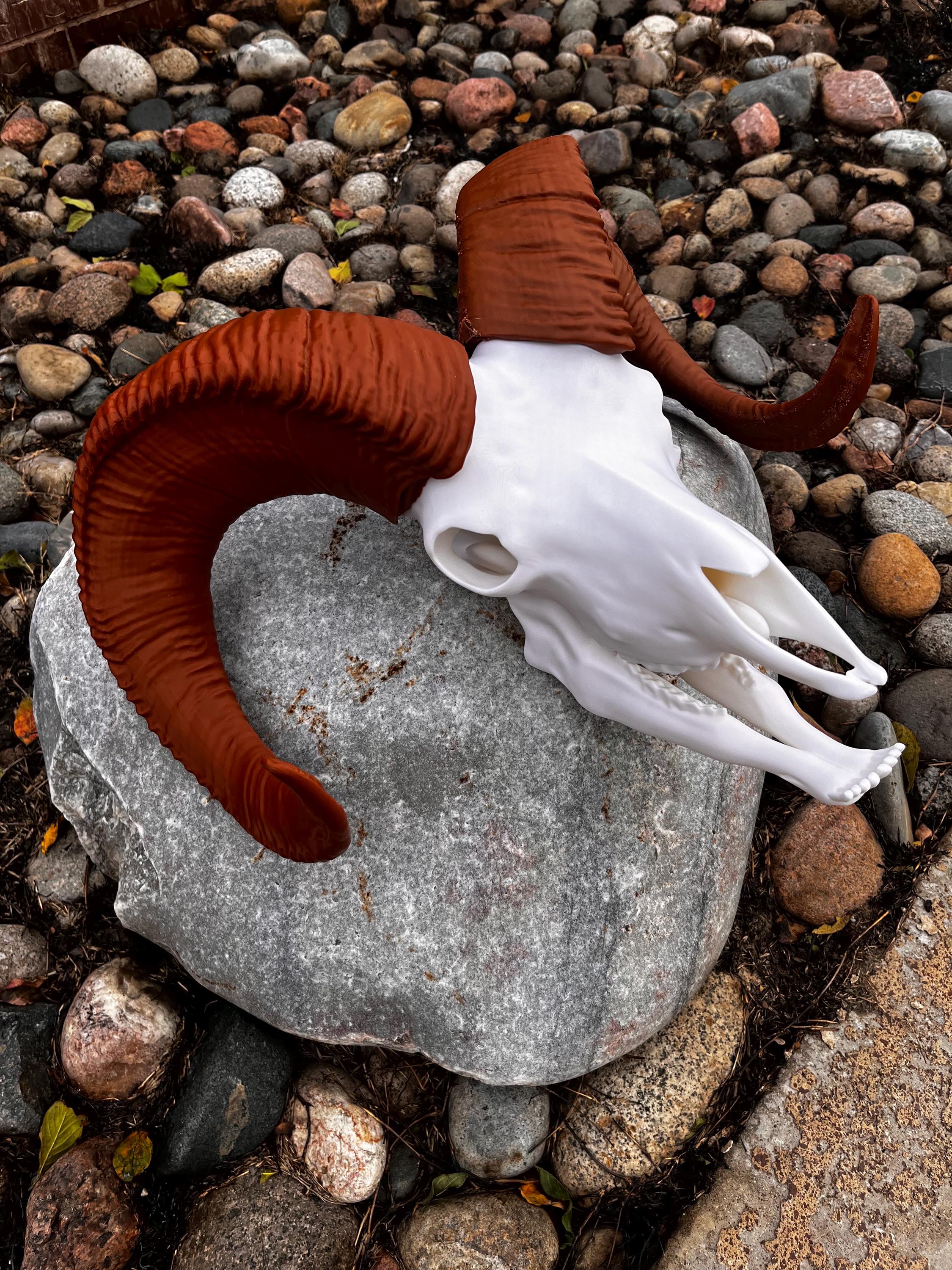 3D Printed Bighorn Sheep Skull Replica: Gothic Altar Decor | | Wiccan Center