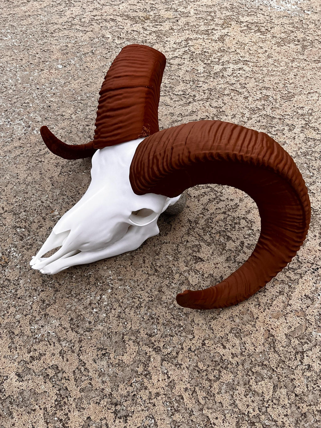 3D Printed Bighorn Sheep Skull Replica: Gothic Altar Decor | | Wiccan Center