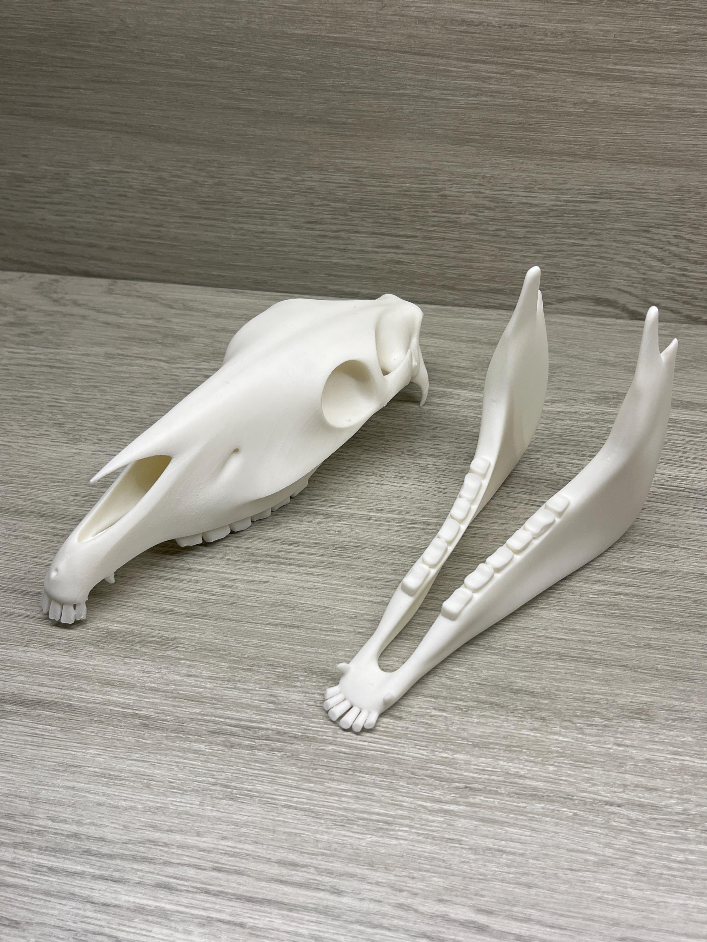 7 inch Horse Skull (3D Printed PLA Plastic) | | Wiccan Center
