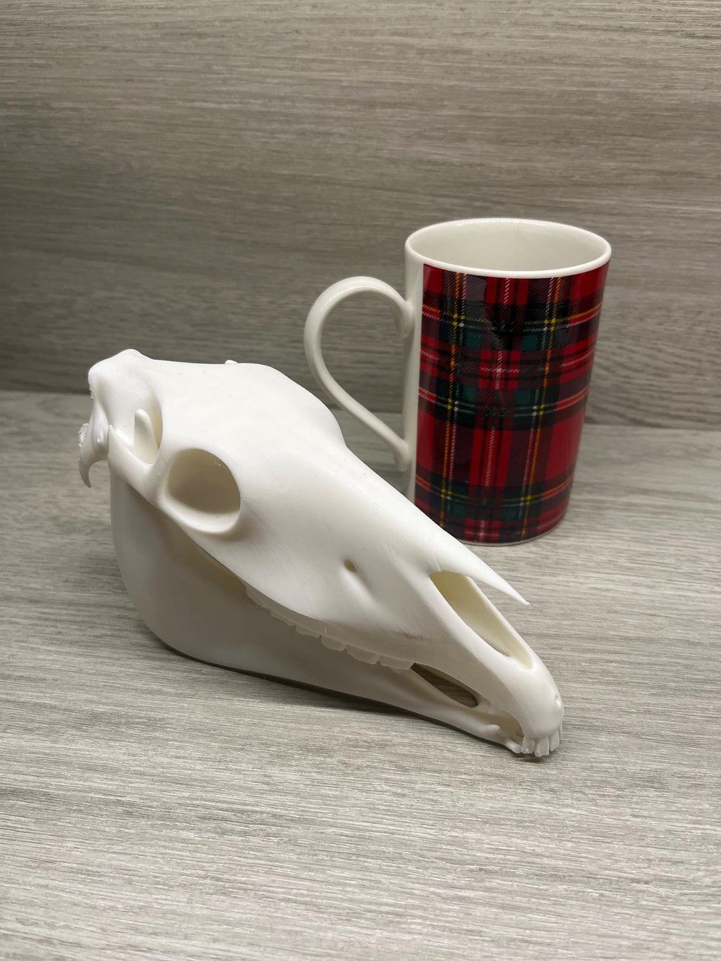 7 inch Horse Skull (3D Printed PLA Plastic) | | Wiccan Center
