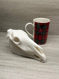 7 inch Horse Skull (3D Printed PLA Plastic) | | Wiccan Center