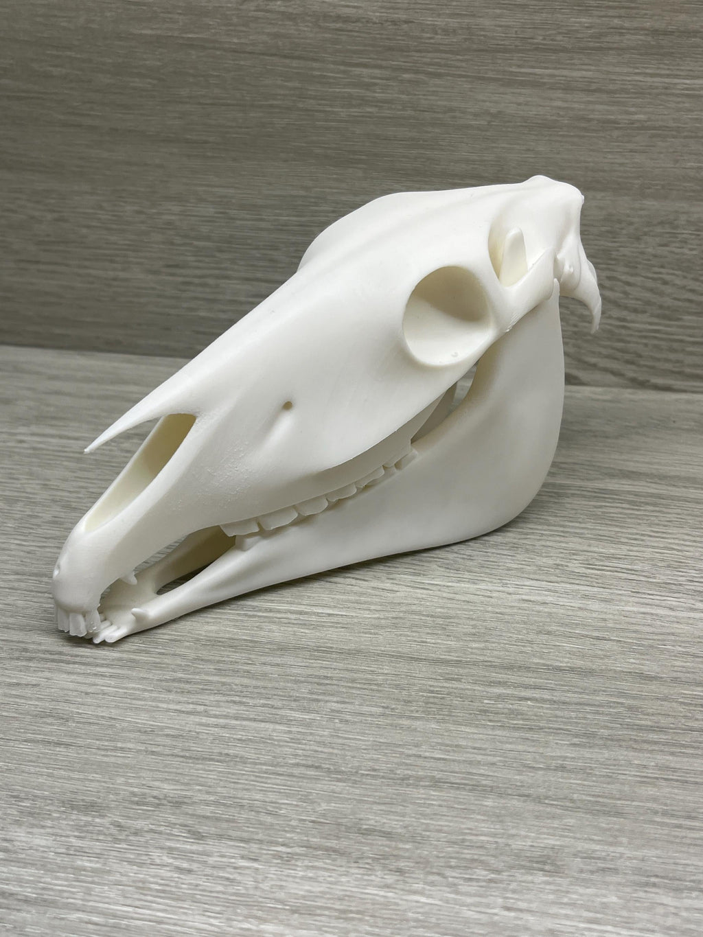 7 inch Horse Skull (3D Printed PLA Plastic) | | Wiccan Center