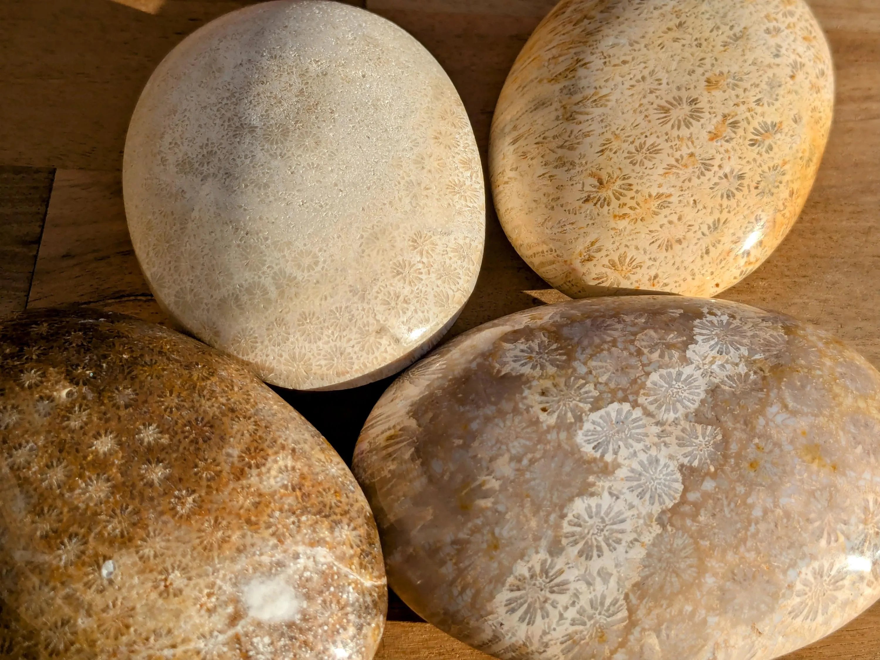 Fossil Coral Palm Stones - You Choose | | Wiccan Center