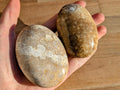 Fossil Coral Palm Stones - You Choose | | Wiccan Center