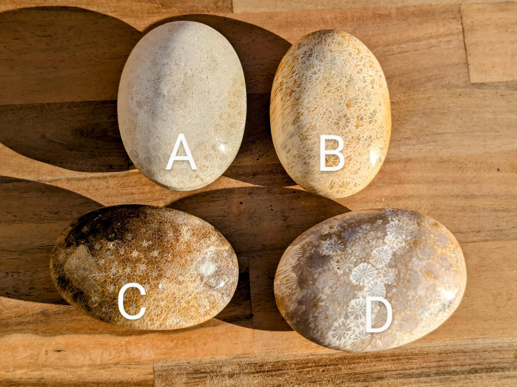 Fossil Coral Palm Stones - You Choose | | Wiccan Center