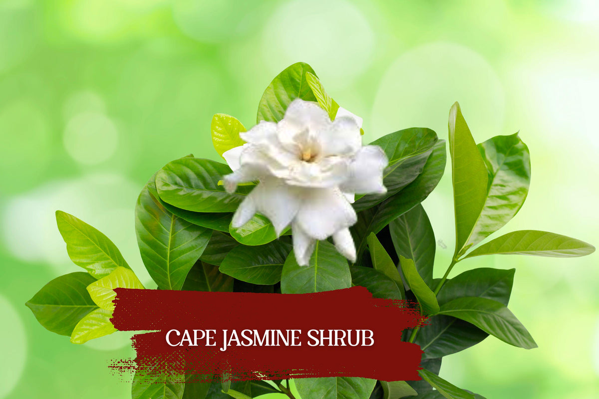 Heirloom Gardenia Jasminoides Plants – White Fragrant Cape Jasmine Shrubs, Set of 2, Evergreen, 6" Tall Rooted Cuttings | Houseplant | Wiccan Center