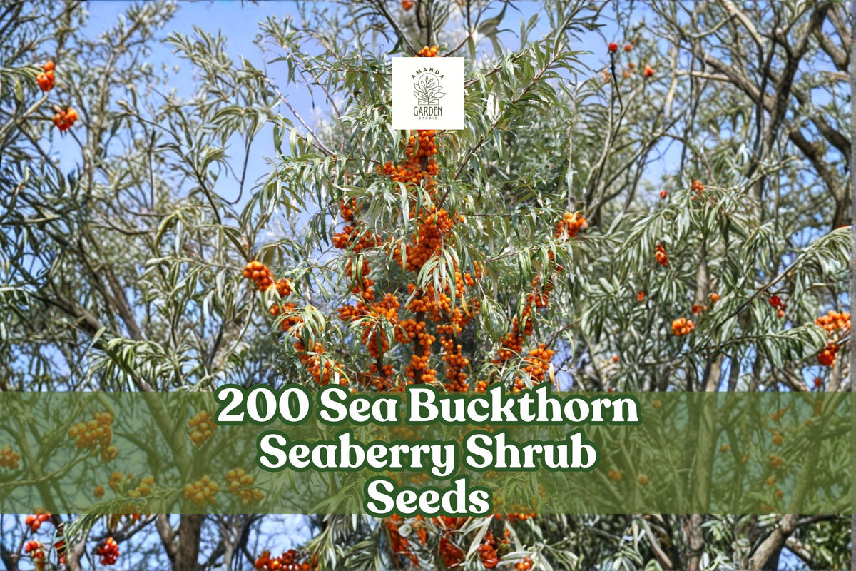 200 Sea Buckthorn Seeds Hippophae rhamnoides Edible Fruit Shrub for Garden, Landscape, Hedgerow | Houseplant | Wiccan Center