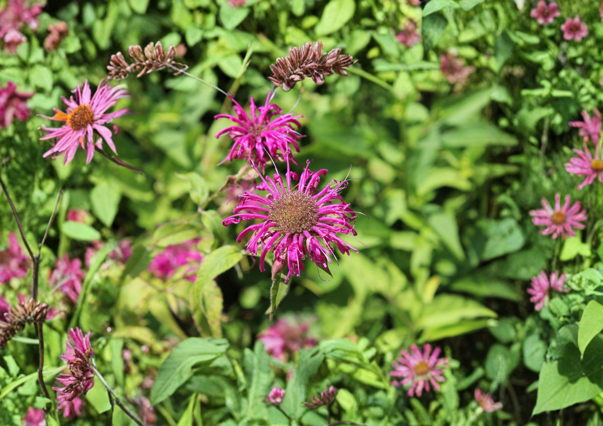 Purple Bergamot Seeds – Lavender Pink Bee Balm Pollinator Wildflower, Easy to Grow, Monarda fistulosa, 100 Seeds | Houseplant | Wiccan Center