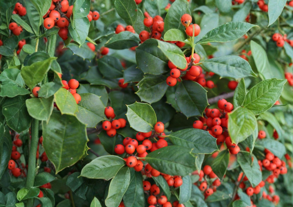 American Holly Tree Seeds – 25 Ilex Opaca Evergreen Red Berry Plants – Fast Growing Holly Seeds for Landscaping | Houseplant | Wiccan Center