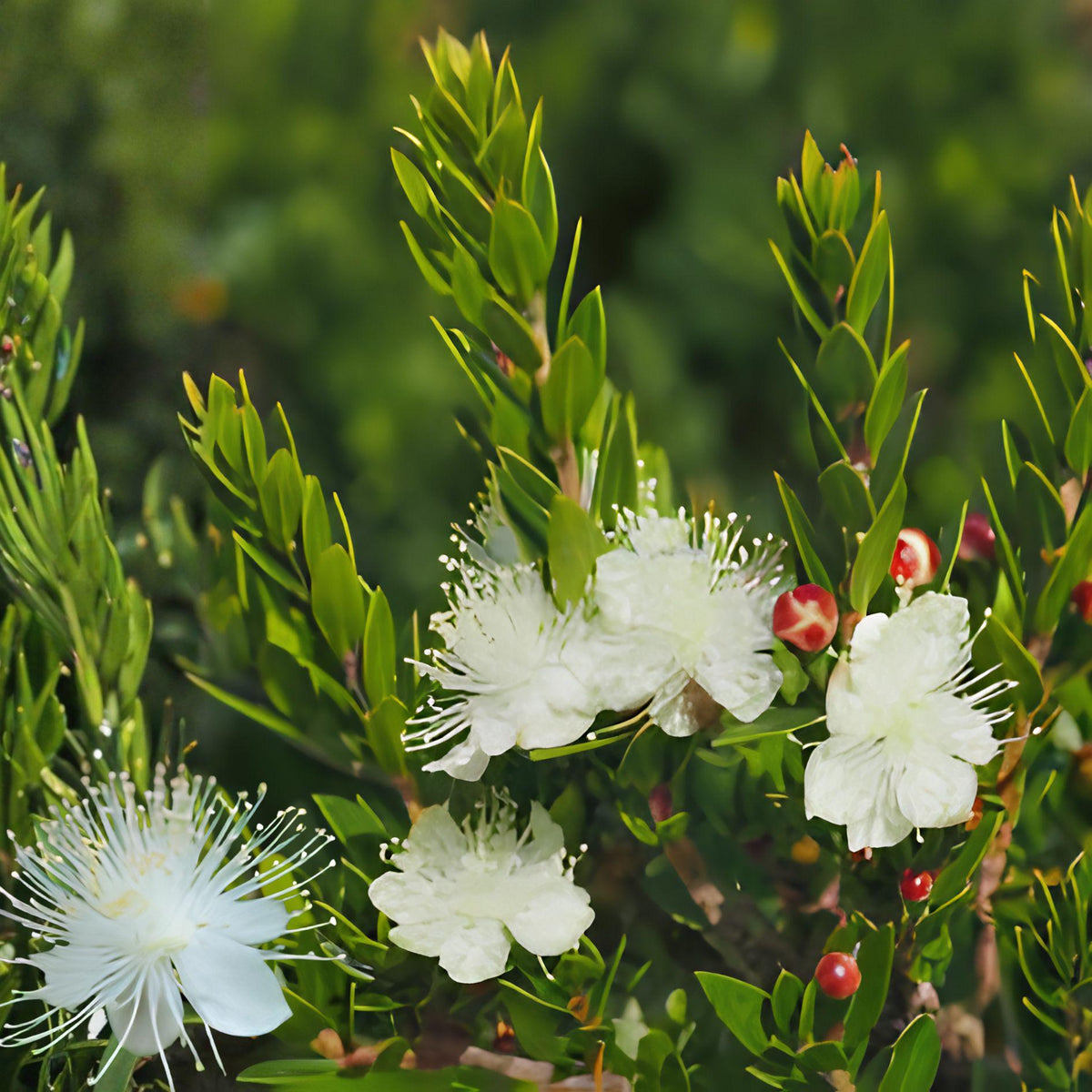 White Myrtle Cuttings – 7 Unrooted Live Propagation Plants Myrtus communis Evergreen Shrub with Fragrant White Blooms | Houseplant | Wiccan Center