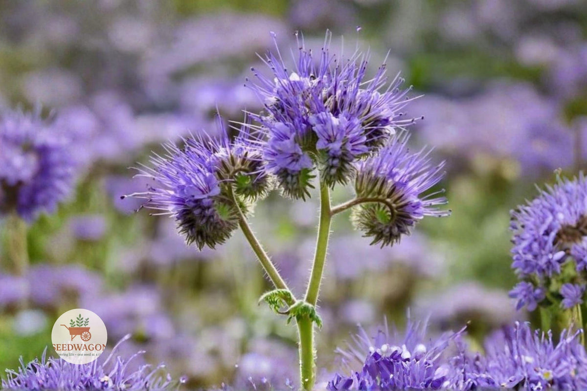 Lacy Phacelia Seeds 100 – Phacelia tanacetifolia Wildflower for Bees & Pollinators, Lavender-purple, Annual Garden Plant | Houseplant | Wiccan Center