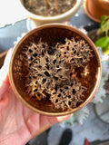 Witches Burr’s - American Sweet Gum (Wildrafted) | | Wiccan Center