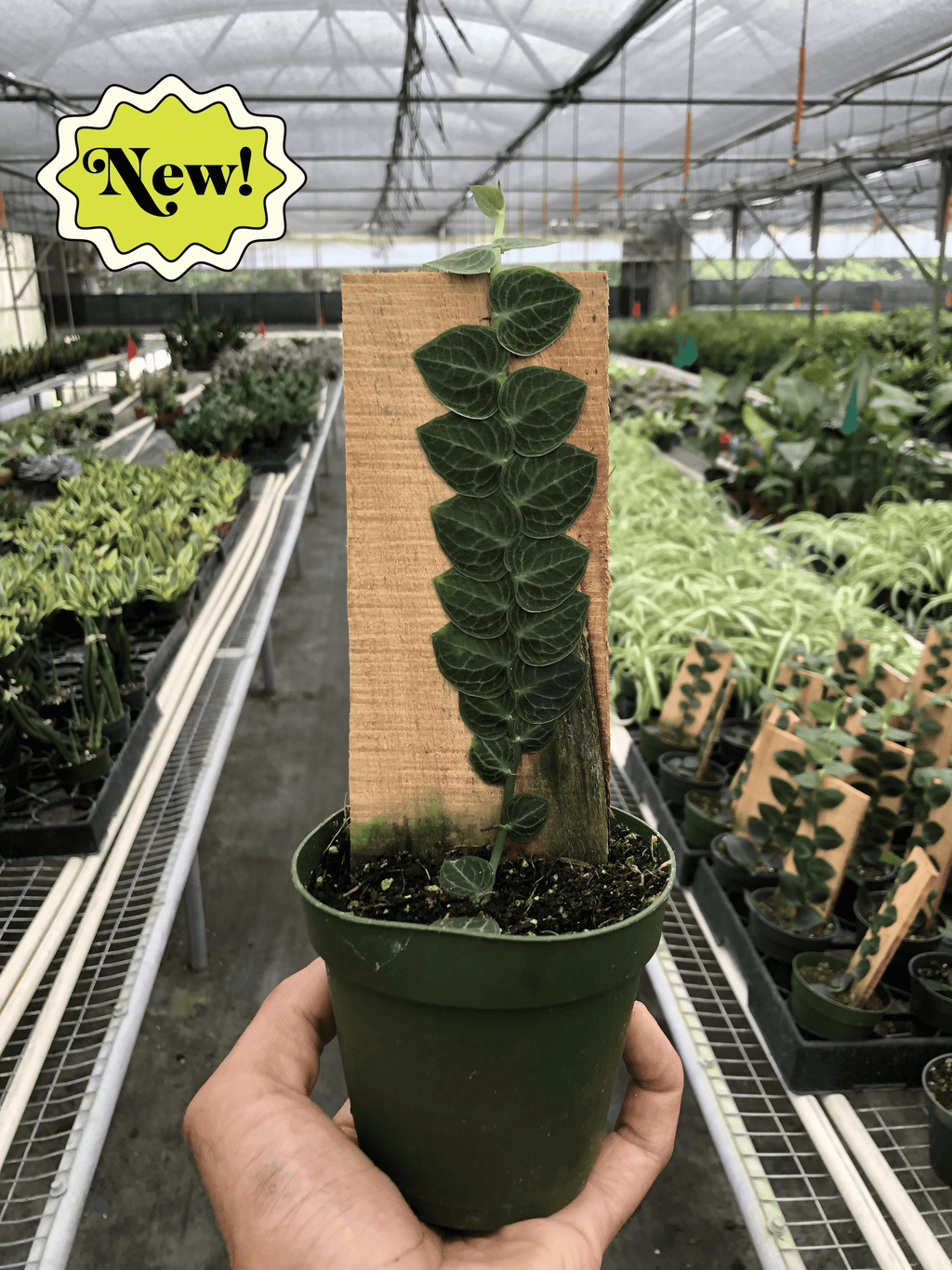 Rhaphidophora 'Cryptantha' | Rare Shingle Plant Climber | House Plant Shop | Indoor Plants | Wiccan Center