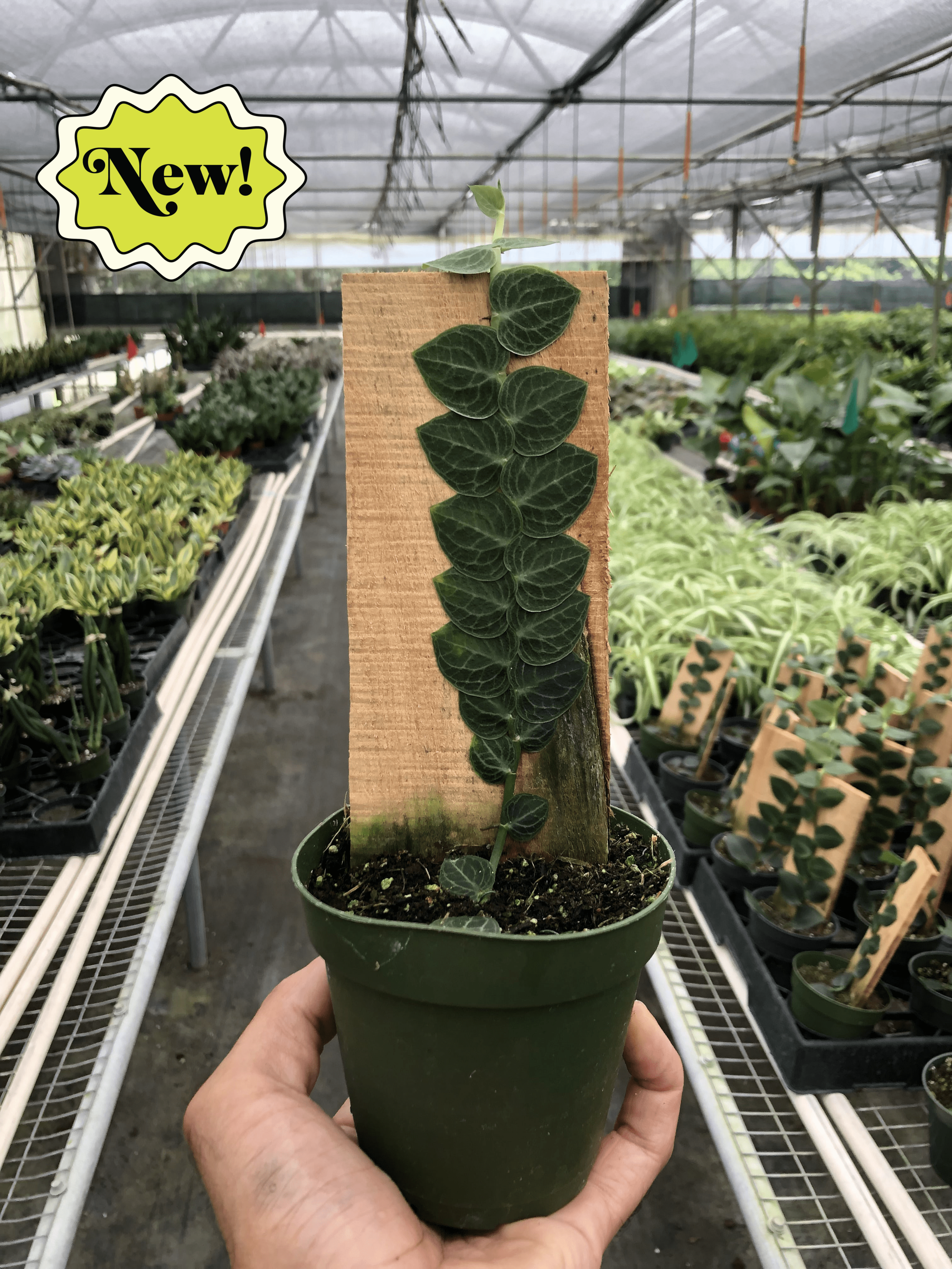 Rhaphidophora 'Cryptantha' | Rare Shingle Plant Climber | House Plant Shop | Indoor Plants | Wiccan Center