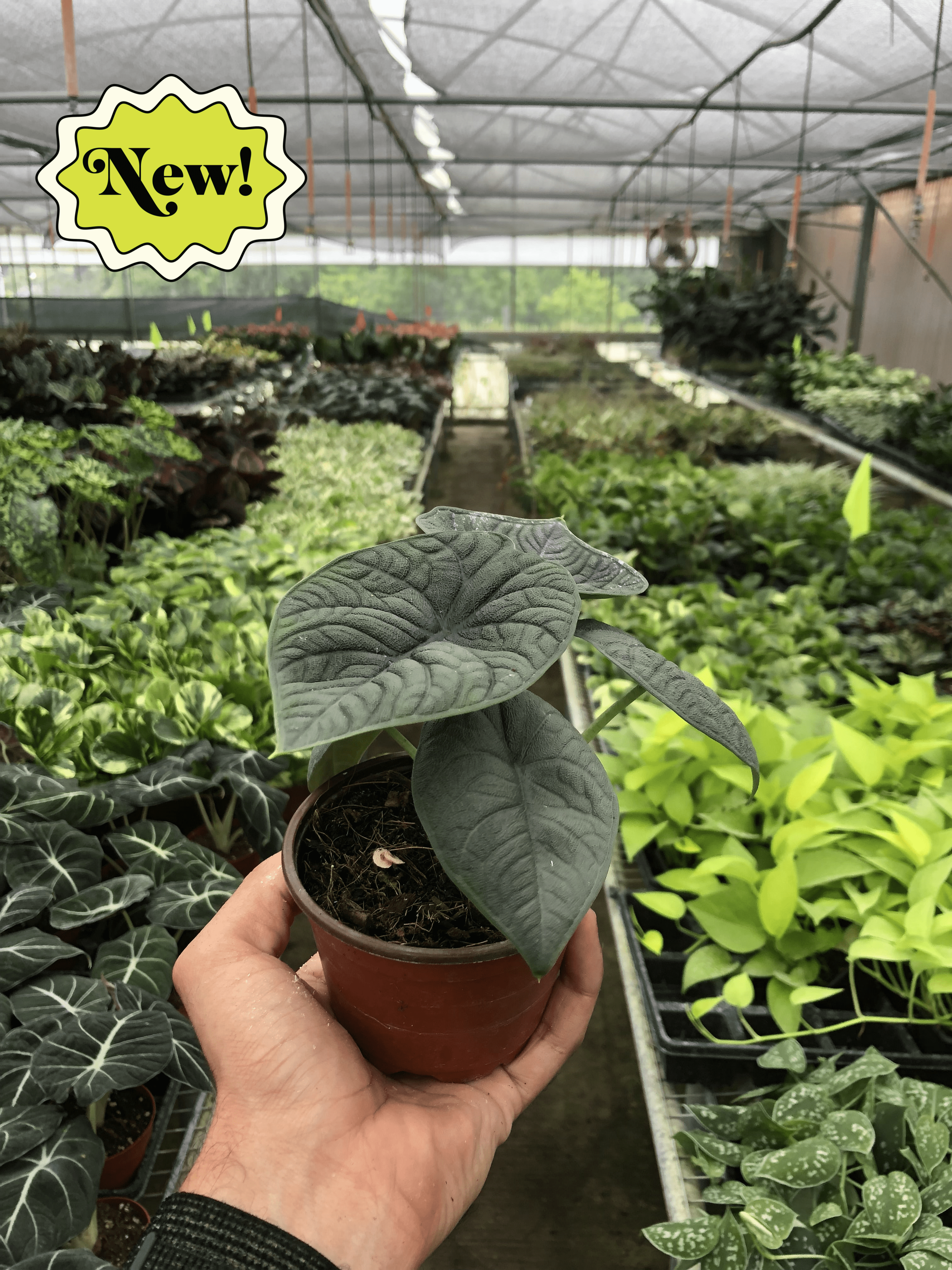 Alocasia 'Melo' | Indoor Plants | Wiccan Center