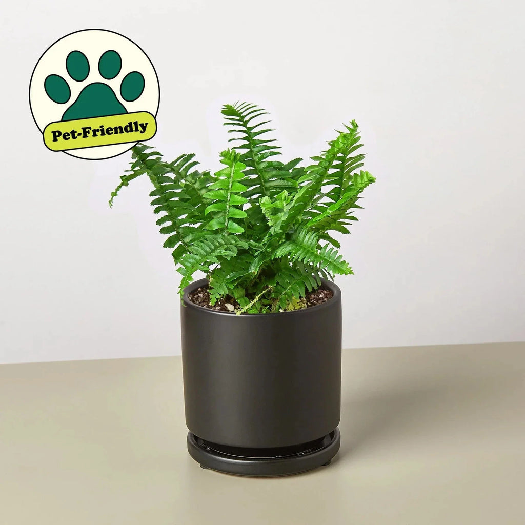 Jester's Crown Fern | Indoor Plants | Wiccan Center