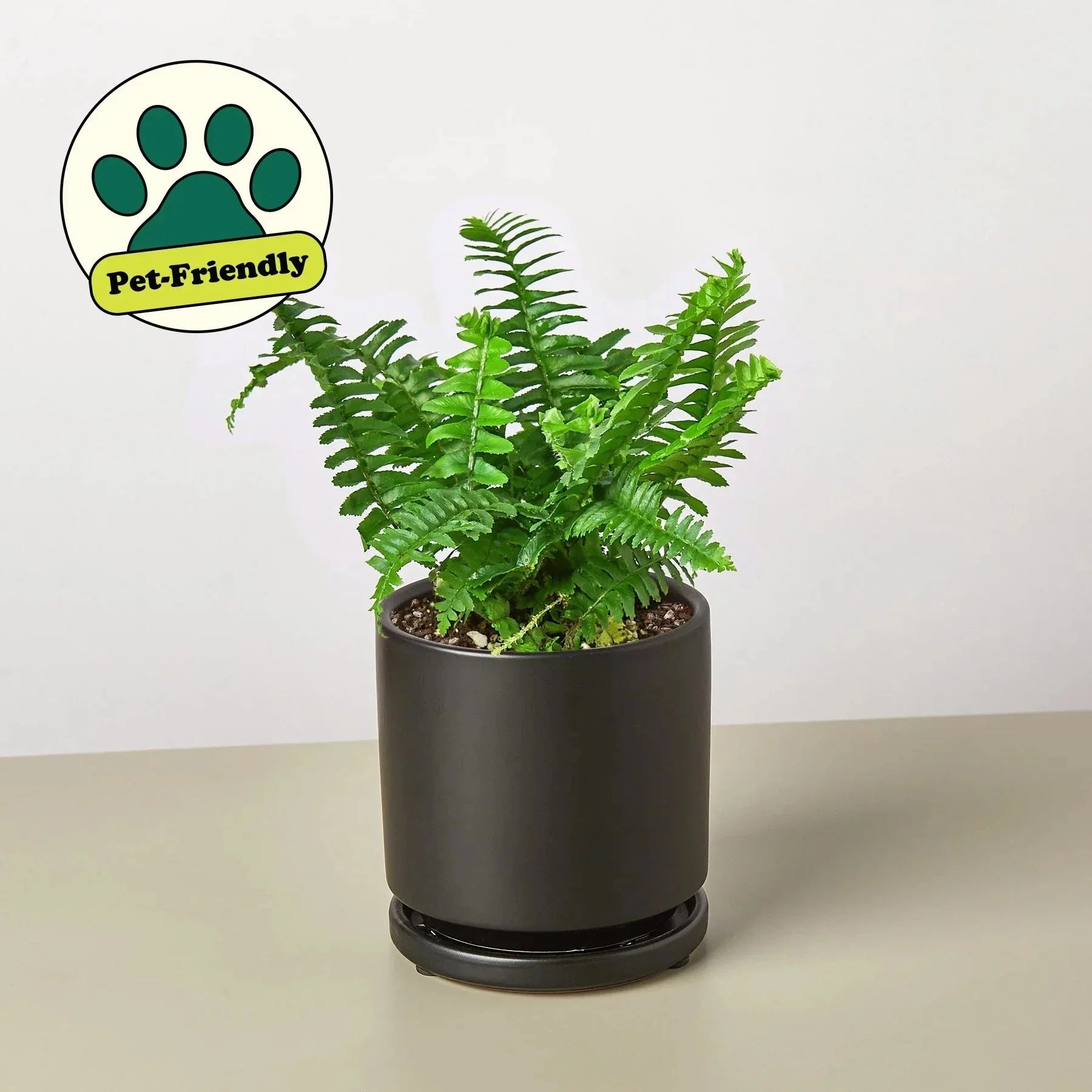 Jester's Crown Fern | Indoor Plants | Wiccan Center