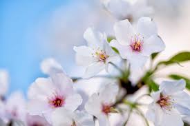 Japanese Cherry Blossom - REED DIFFUSER -- by Moon Water Apothecary! | | Wiccan Center