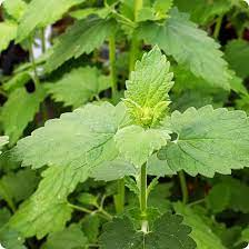 Catnip Seeds 2000 Count, Aromatic Herb for Cats and Gardens, Nepeta Cataria, Drought-Tolerant, Gray-Green Foliage, Lavender Flowers | Houseplant | Wiccan Center